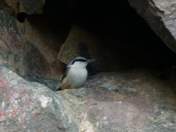 <h3>Sitta&nbsp;neumayer / Western&nbsp;rock&nbsp;nuthatch / Rotsklever</h3>OM-1 Mark II met OLYMPUS M.150-400mm F4.5 TC, 1/2000 sec  bij F5.6, ISO 2500, afstand 35.5&nbsp;m